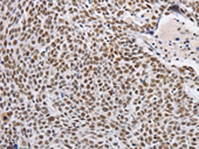 THOC7 Antibody
