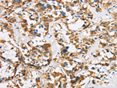 COX6B1 Antibody