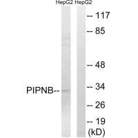 PITPNB Antibody