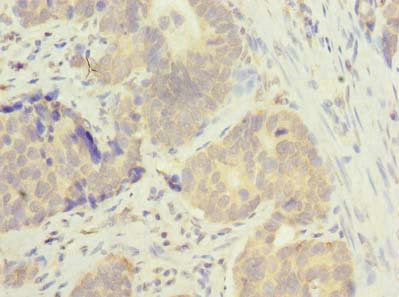 MSTO1 Antibody