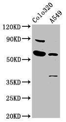 EBF3 Antibody