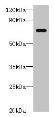 LRRC40 Antibody