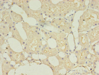 TMEM27 Antibody