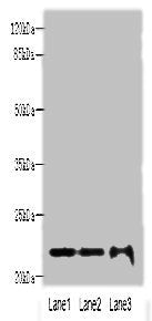 MRPS18A Antibody