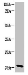 CCDC32 Antibody