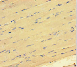 GATA5 Antibody