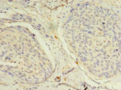 NAT8 Antibody