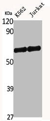 DCLRE1B Antibody