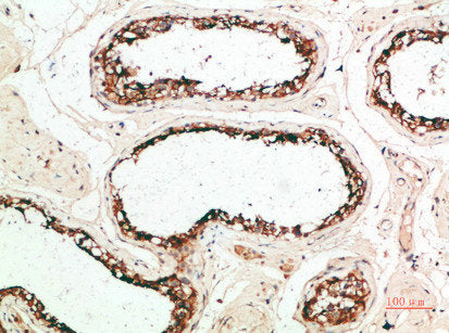 MZB1 Antibody