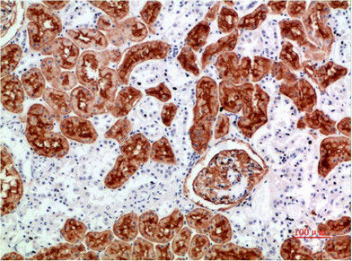 MME Antibody