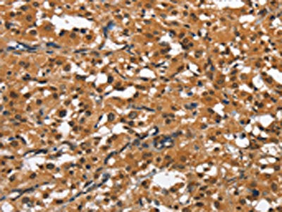 SLAMF8 Antibody