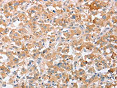 SIGLEC9 Antibody