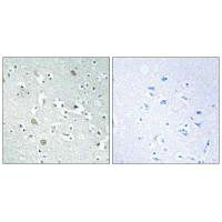 PLA1A Antibody