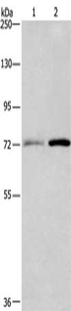 BCAM Antibody
