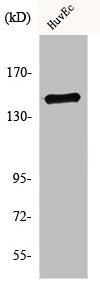 INPP5D Antibody