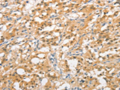 UBQLN1 Antibody