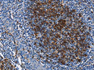 FCER2 Antibody
