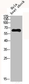 Phospho-PRKAA1 (S496) Antibody