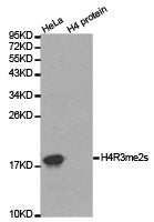 Histone H4R3me2s Antibody