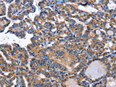 INHBC Antibody