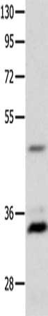 MC1R Antibody