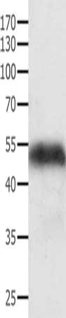 ACTG1 Antibody