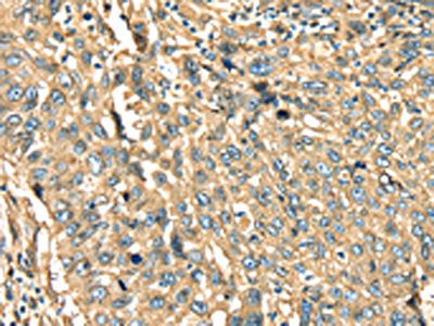 ANXA2 Antibody
