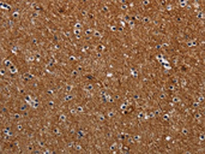NCKAP1 Antibody