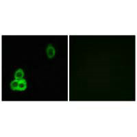 CELSR1 Antibody