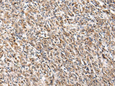 PGRMC2 Antibody