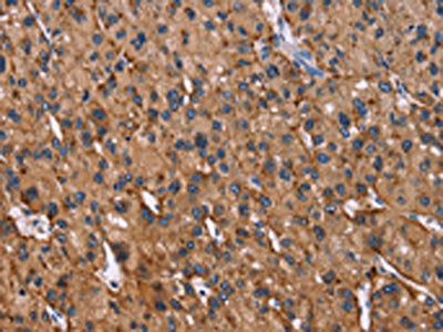 LAMP2 Antibody