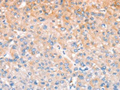CXCR4 Antibody
