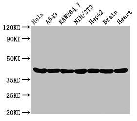 ACTA1 Antibody