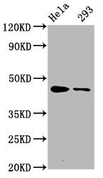 Phospho-CREB1 (S133) Antibody