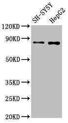 GOLM1 Antibody