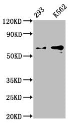 GPC3 Antibody