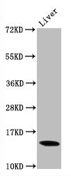Di-methyl-Histone H3.1（K9）Antibody