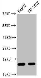 Mono-methyl-Histone H3.1（R128）Antibody
