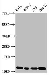 Acetyl-Histone H4 (K5) Antibody