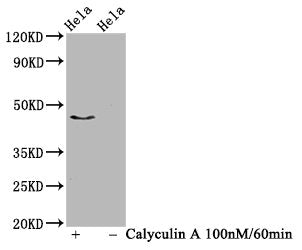 Phospho-IRF3 (S386) Antibody