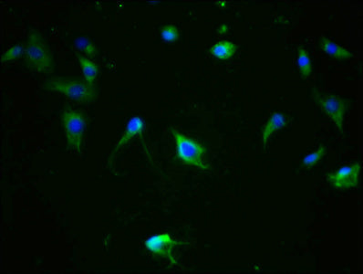 Phospho-MAPT (S324) Antibody