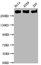 Phospho-POLR2A (S5) Antibody