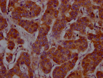 IL4 Antibody