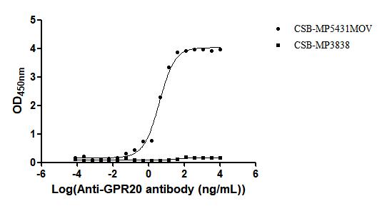 GPR20 Recombinant Monoclonal Antibody