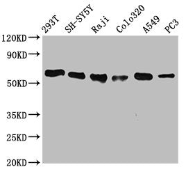 FTO Antibody
