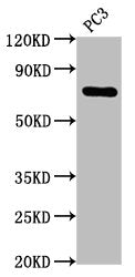 TP63 Antibody