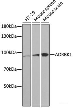 (KO Validated) ADRBK1 Polyclonal Antibody