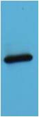 AmCyan-Tag Mouse pAb