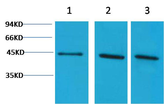 α-Skeletal Muscle Actin  Rabbit pAb