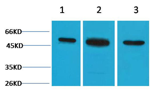 β II Tubulin Rabbit pAb
